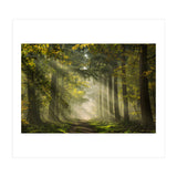 Sunrays in a Dutch forest (Print Only) thumbnail