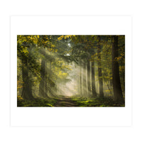 Sunrays in a Dutch forest (Print Only)