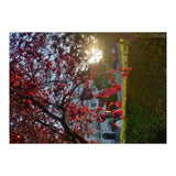 Autumn’s Embrace (Print Only) thumbnail