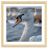 Majestic Swan Portrait In Snowy Waters thumbnail