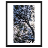 Tree from below thumbnail