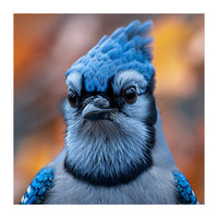 Close Up Blue Jay Bird With Detailed Feathers (Print Only)