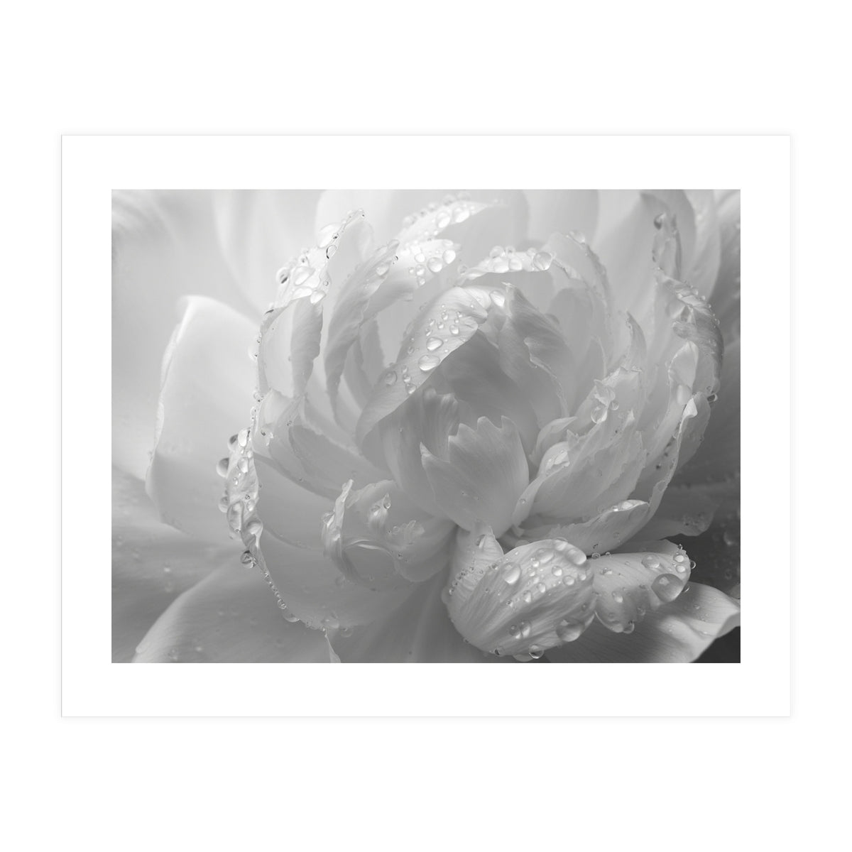 Ethereal Monochromatic Peony Petal Macro (Print Only)
