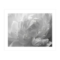 Ethereal Monochromatic Peony Petal Macro (Print Only)