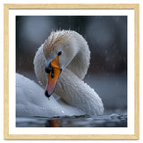 White Swan Bird With Water Droplets In Rain thumbnail