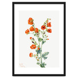 Mary Vaux Walcott – Scarlet Globe Mallow (Sphaeralcea grossulariaefolia) (1927) thumbnail