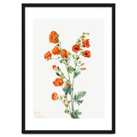 Mary Vaux Walcott – Scarlet Globe Mallow (Sphaeralcea grossulariaefolia) (1927)