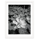 Hylas | Black & White thumbnail