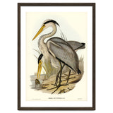 Elizabeth Gould – Great Grey Heron (Ardea leucophaea) | Birds of Australia Illustration thumbnail