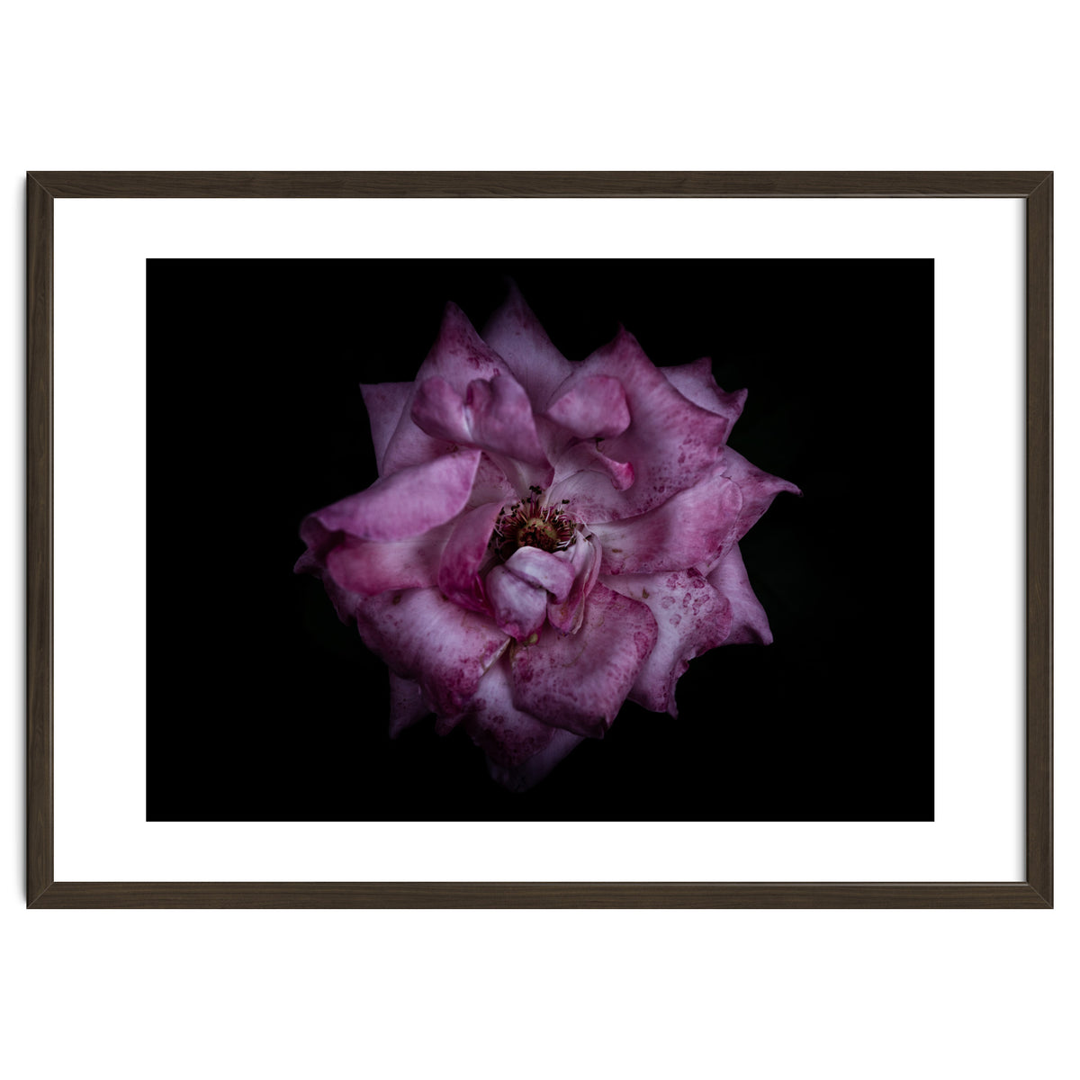 Backyard Flowers No 111 Color Version