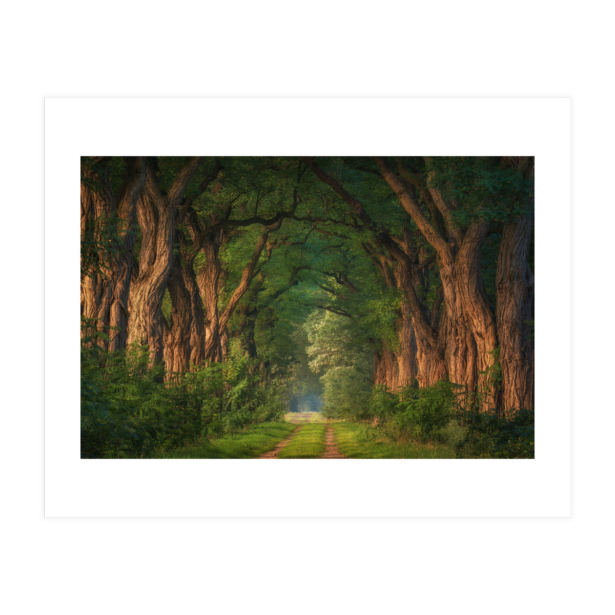 Soft morning light (Print Only)