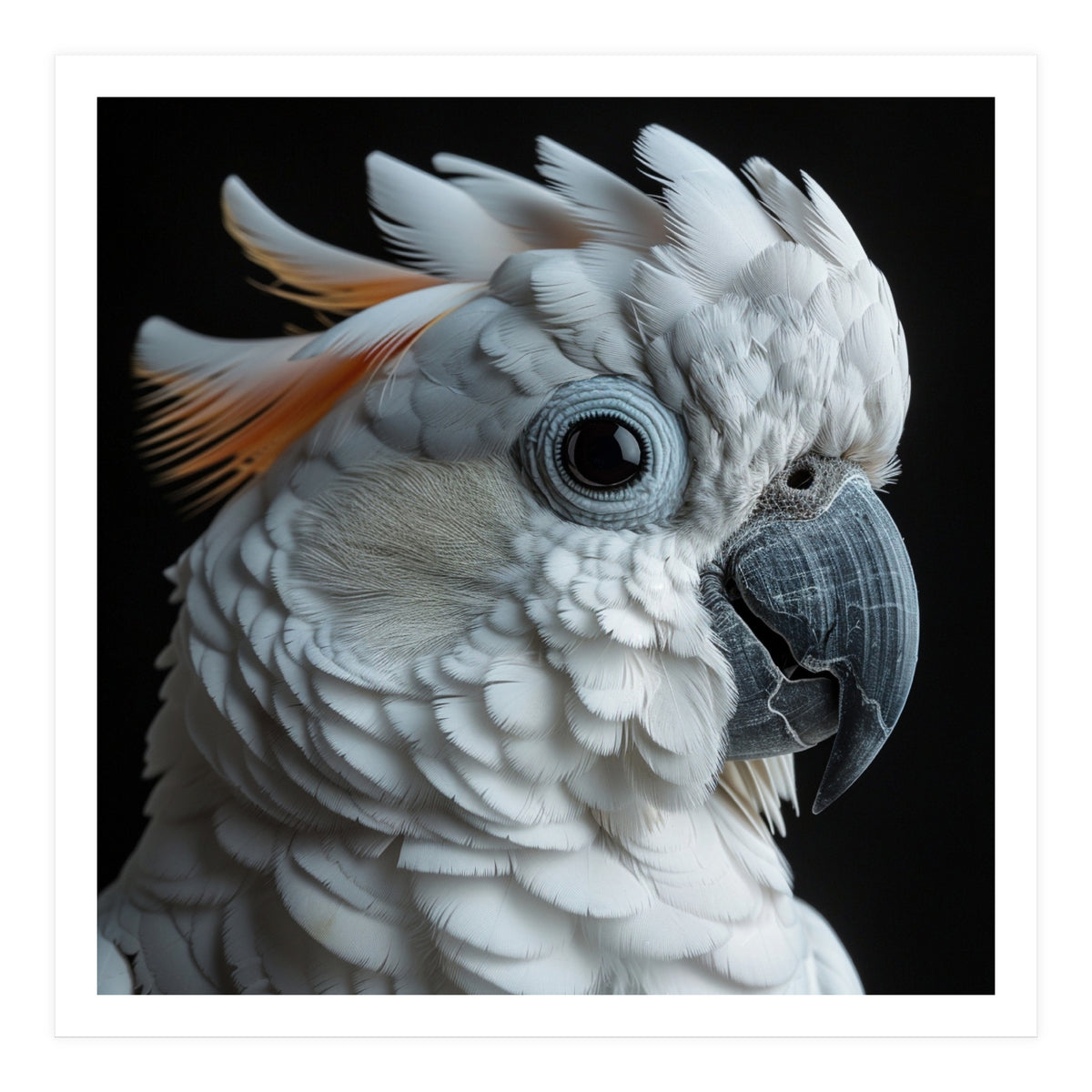 White Cockatoo Parrot With Orange Crest  (Print Only)