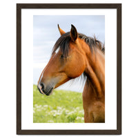 Horse Portrait
