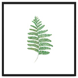 Fern thumbnail