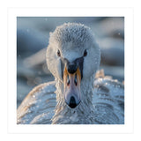 Close Up Of A Swan In Frost Winter Bird Close Up (Print Only) thumbnail