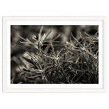 Rosemary Plant thumbnail