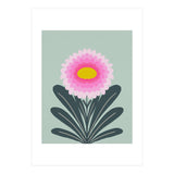 Chrysanthemum - turquoise and pink (Print Only) thumbnail