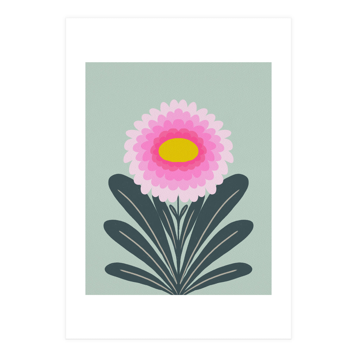 Chrysanthemum - turquoise and pink (Print Only)
