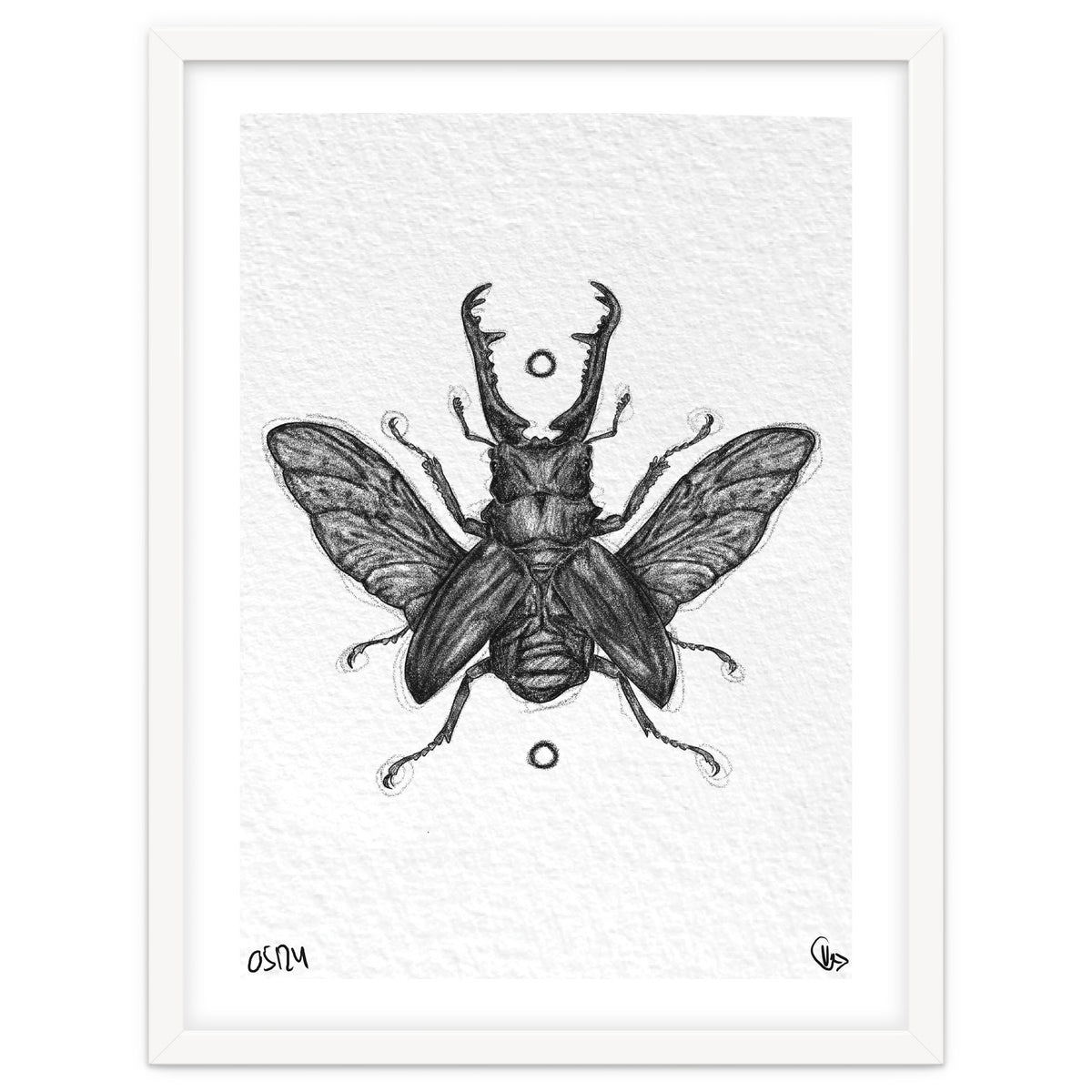 Giraffen Hirschkäfer