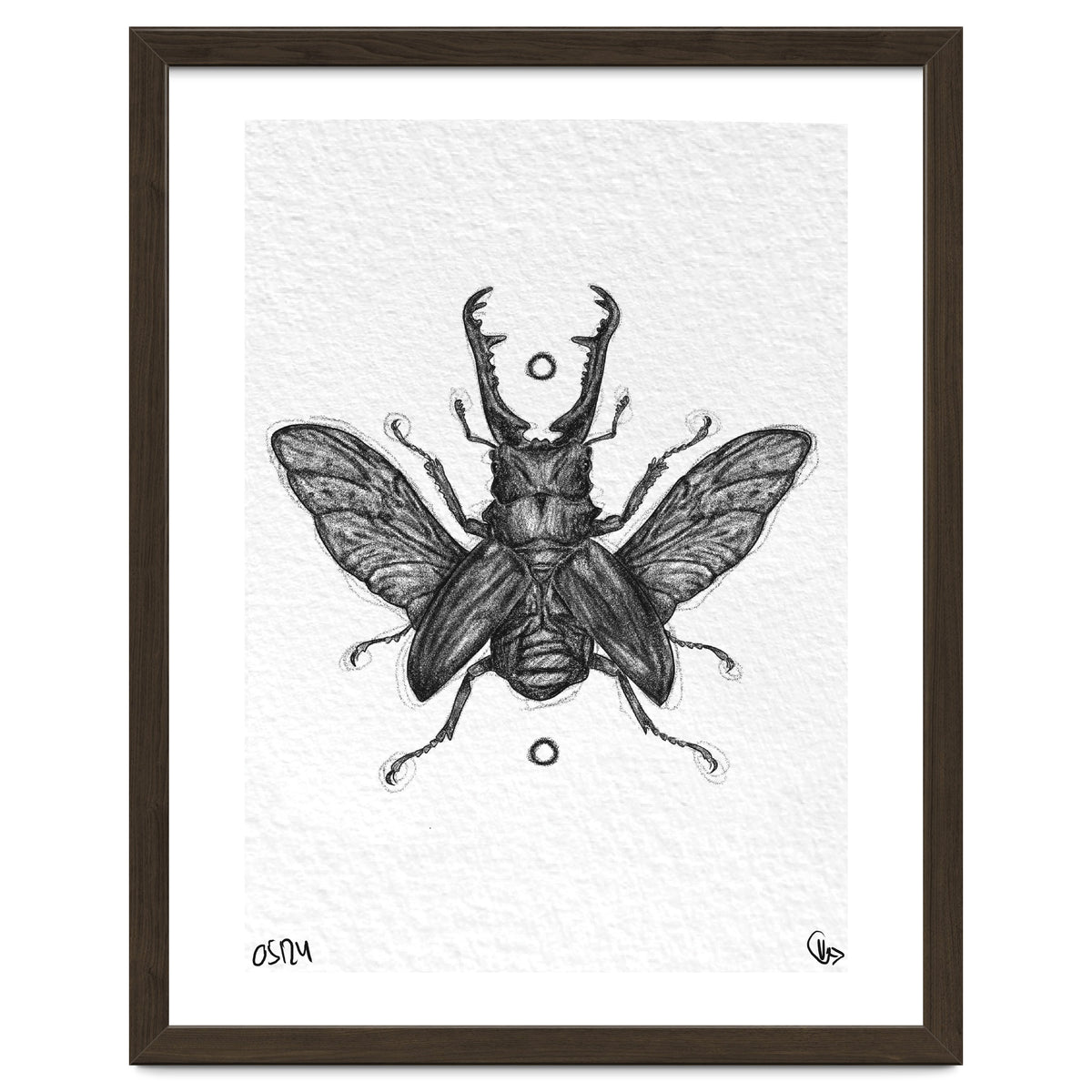 Giraffen Hirschkäfer