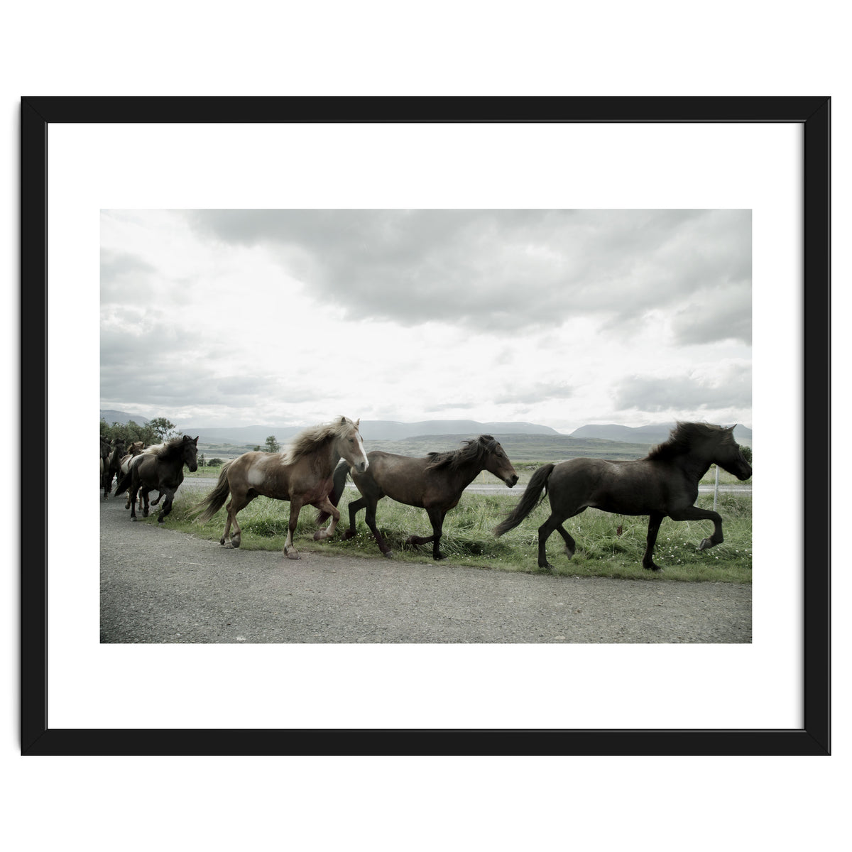 Running horses - Iceland