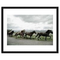 Running horses - Iceland