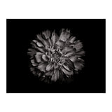 Backyard Flowers In Black And White No 79 (Print Only) thumbnail