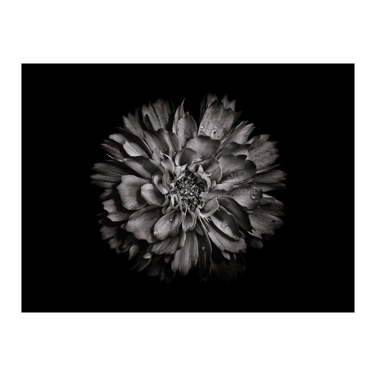 Backyard Flowers In Black And White No 79 (Print Only)