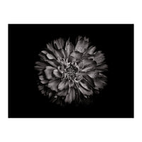 Backyard Flowers In Black And White No 79 (Print Only)
