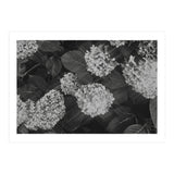 Hydrangeas | Black & White Landscape (Print Only) thumbnail