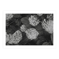 Hydrangeas | Black & White Landscape (Print Only)