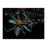 Orange, Green and Dark (Print Only) thumbnail
