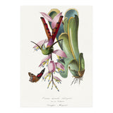 Paul Gervais – Hummingbird Painting (1842) (Print Only) thumbnail