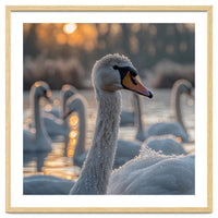 Close Up Of Swan With Water Droplets At Sunrise