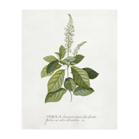 Georg Dionysius Ehret – Cinnamomum Illustration (1708–1770) (Print Only)
