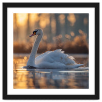 Majestic Swan Gliding On Water At Sunset