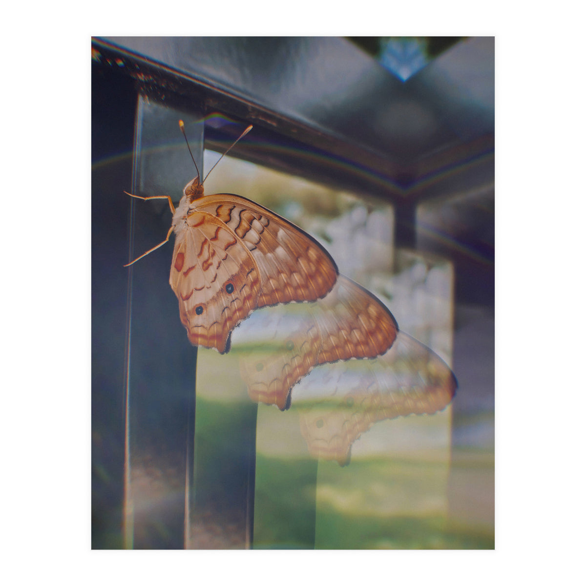 Evolving (Print Only)