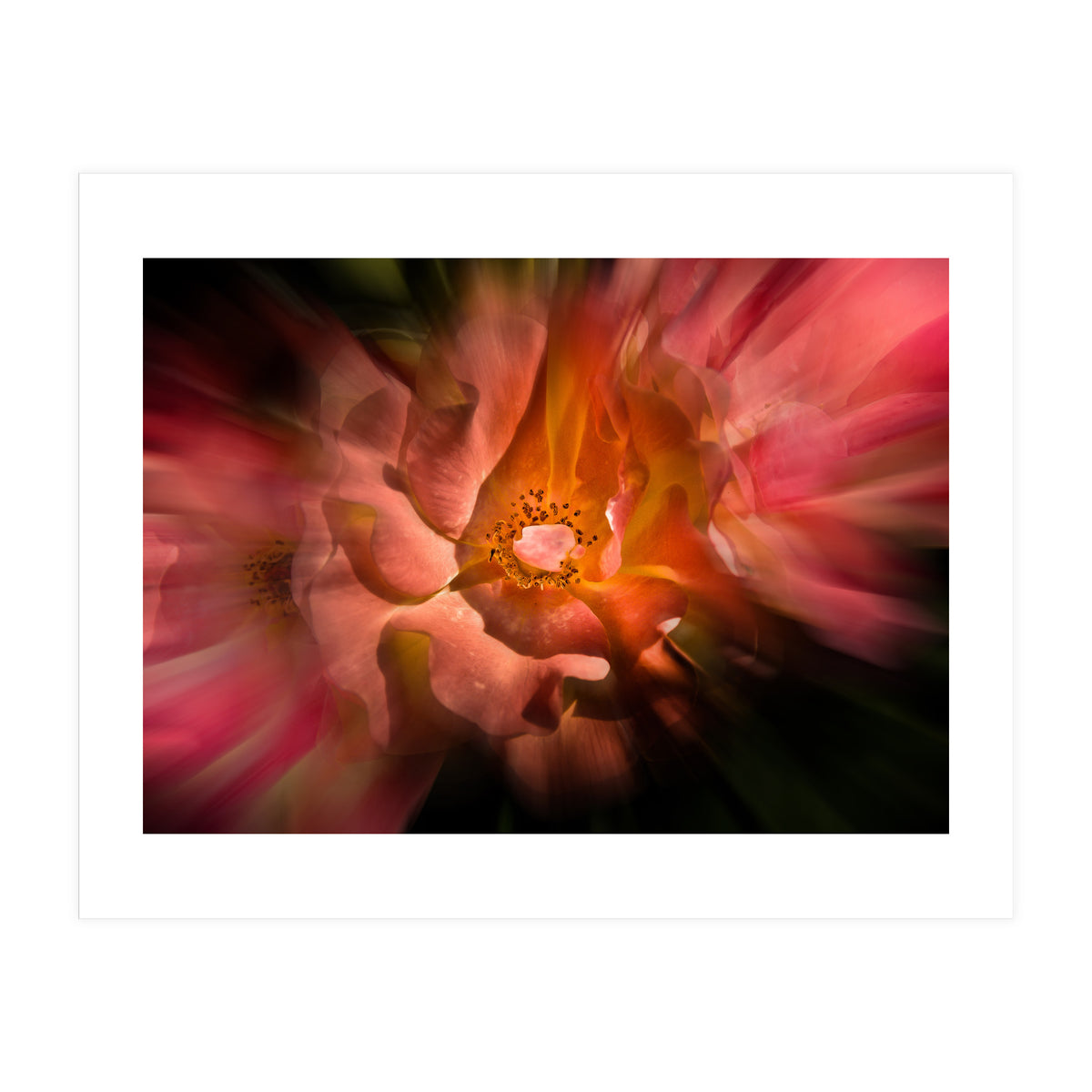 Backyard Flowers No 40 Color Flow Version (Print Only)