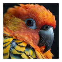 Close Up Of A Sun Conure Parrot's Head (Print Only)