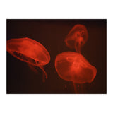 At the aquarium #4 (Print Only) thumbnail