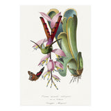 Paul Gervais – Hummingbird Painting (1842) (Print Only) thumbnail