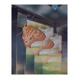 Evolving (Print Only) thumbnail