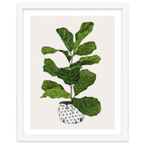 Fiddle Leaf Fig Tree Plant thumbnail