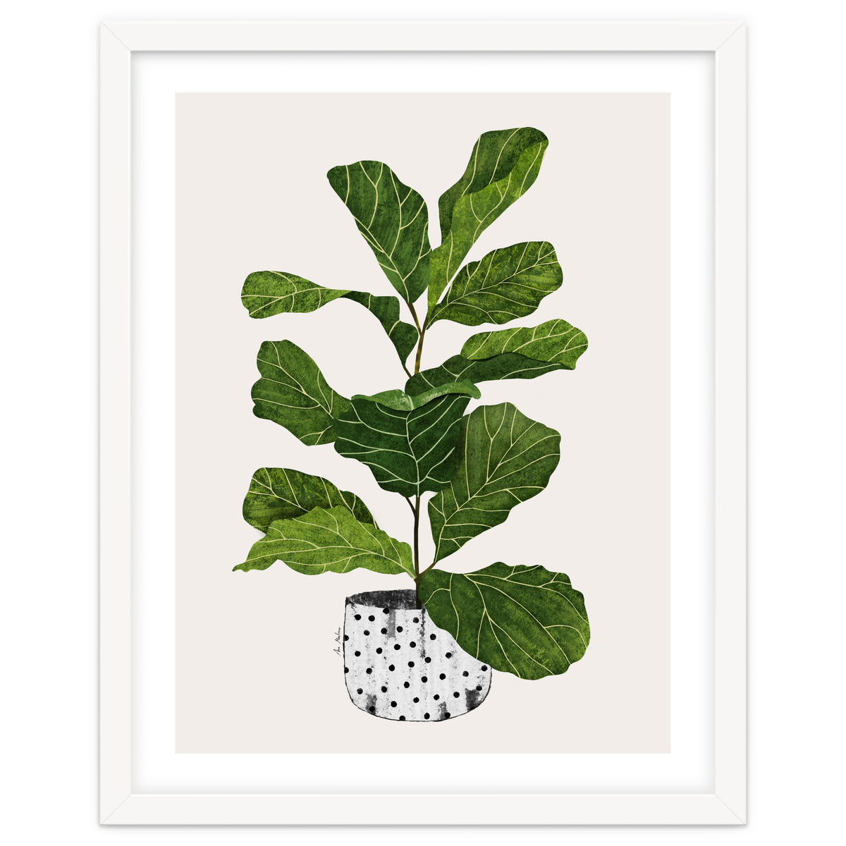 Fiddle Leaf Fig Tree Plant