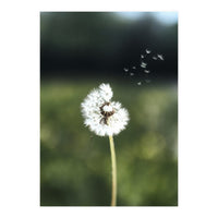 Dandelion Wish Photography (Print Only)