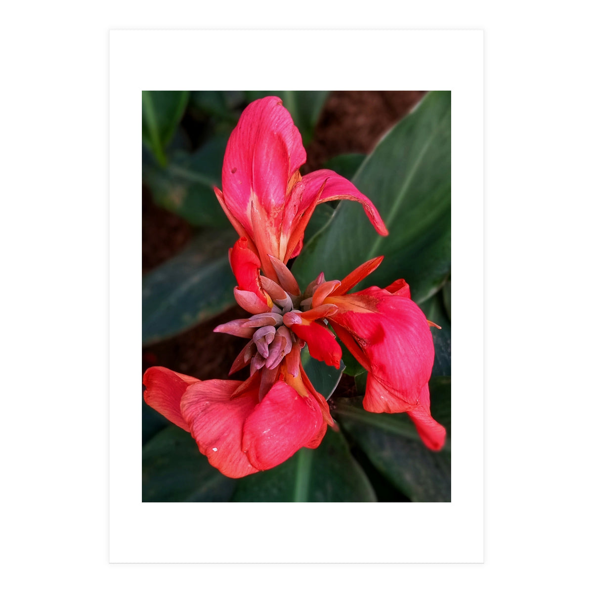 Red Indian Shot Flower (Print Only)