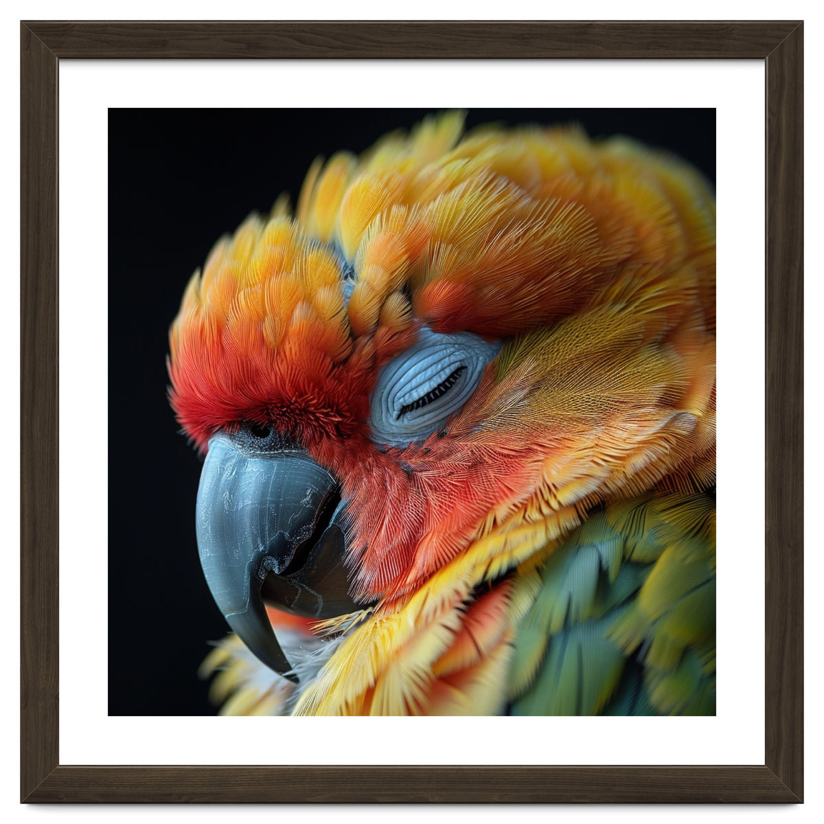 Close Up Of A Sleeping Sun Conure Parrot