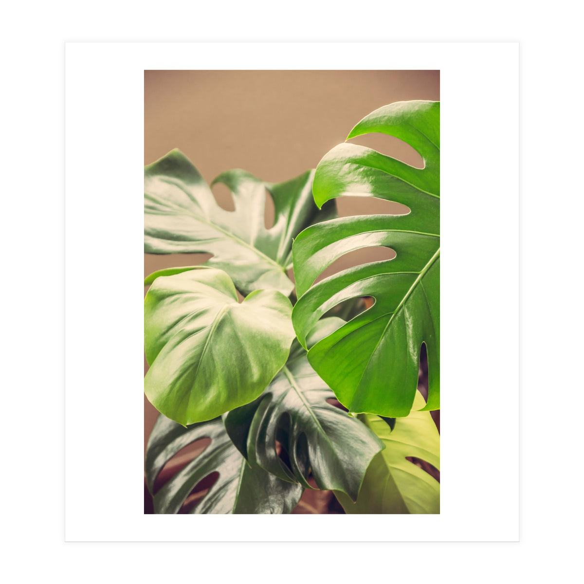 Monstera Mix (Print Only)