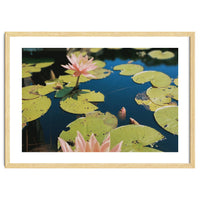 Lotus Pond | Landscape