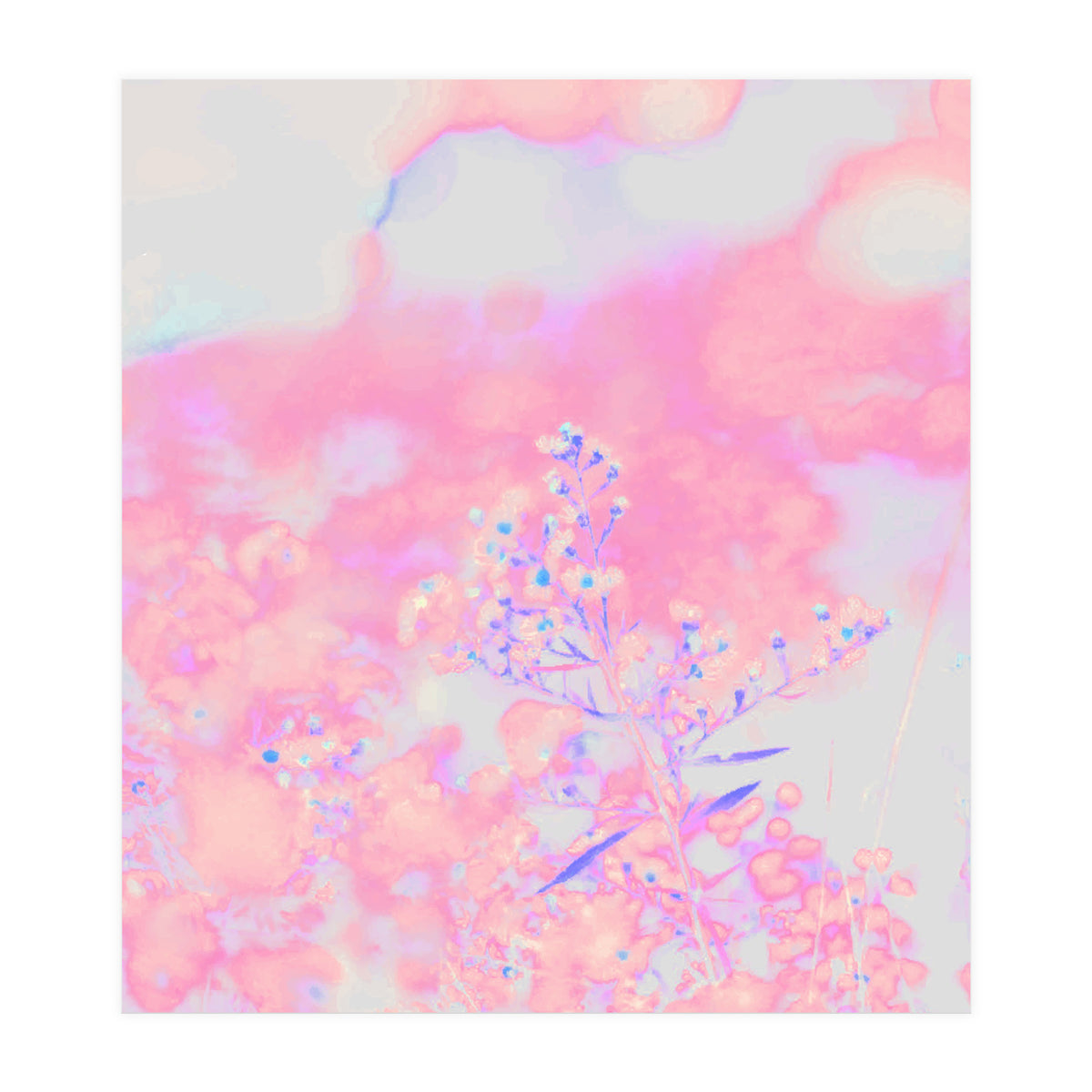 Chamomile (Print Only)